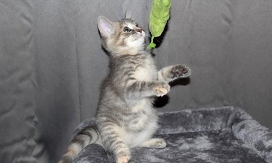 These Cleveland-based kittens are up for adoption and in need of a good home