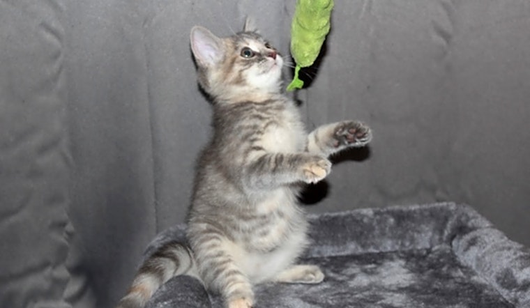 These Cleveland-based kittens are up for adoption and in need of a good home
