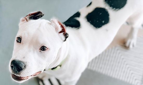 These Baltimore-based puppies are up for adoption and in need of a good home