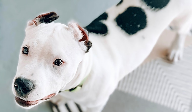 These Baltimore-based puppies are up for adoption and in need of a good home