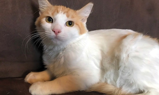 These Pittsburgh-based kittens are up for adoption and in need of a good home