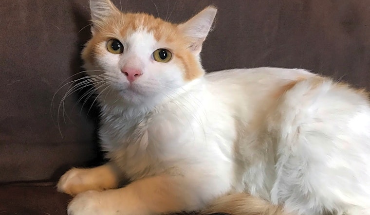 These Pittsburgh-based kittens are up for adoption and in need of a good home
