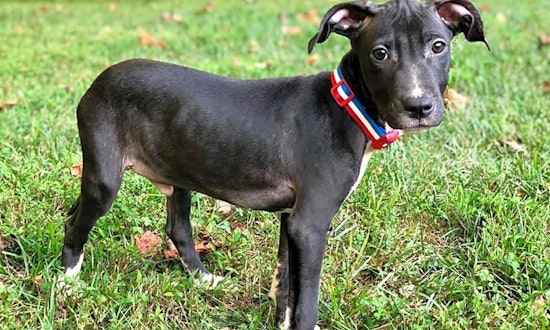 Looking to adopt a pet? Here are 7 perfect pups to adopt now in Louisville