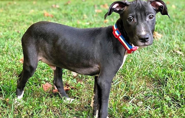 Looking to adopt a pet? Here are 7 perfect pups to adopt now in Louisville