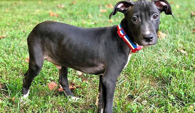 Looking to adopt a pet? Here are 7 perfect pups to adopt now in Louisville