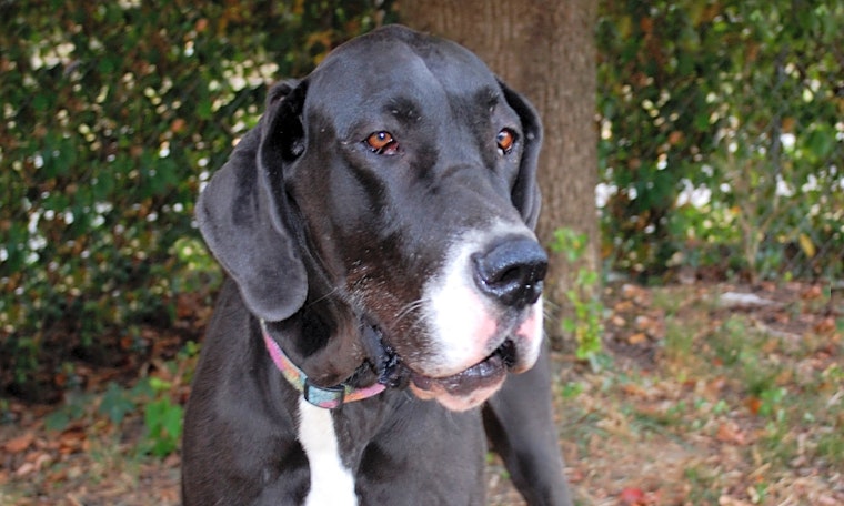 Want to adopt a pet? Here are 7 cuddly canines to adopt now in Lexington