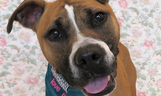 These Detroit-based doggies are up for adoption and in need of a good home