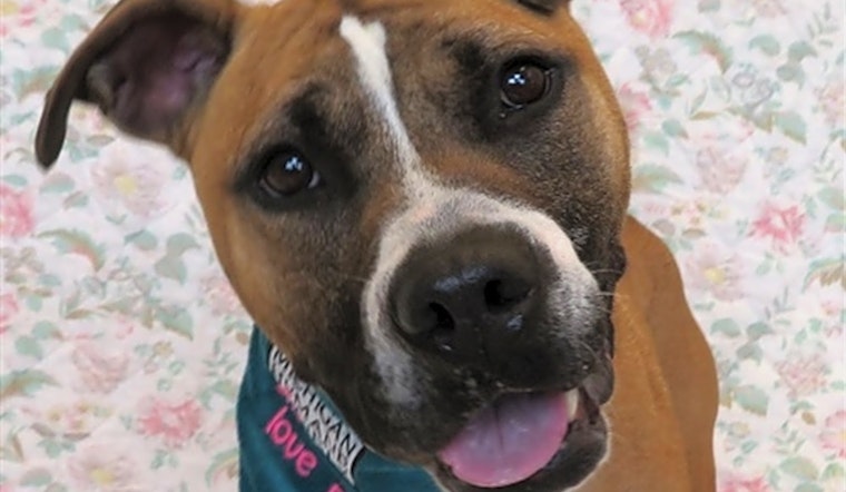 These Detroit-based doggies are up for adoption and in need of a good home