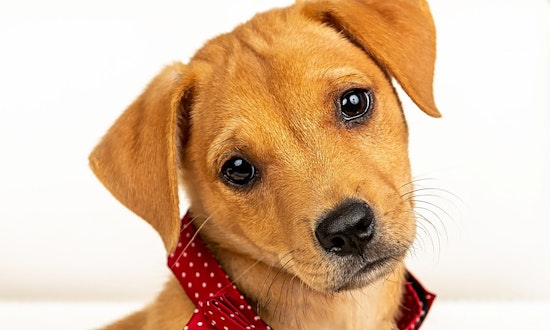 Want to adopt a pet? Here are 7 perfect pups to adopt now in Cincinnati