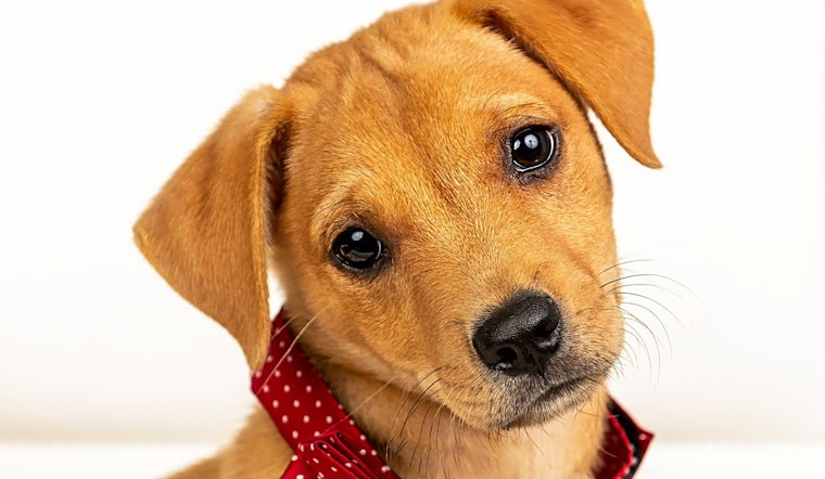 Want to adopt a pet? Here are 7 perfect pups to adopt now in Cincinnati
