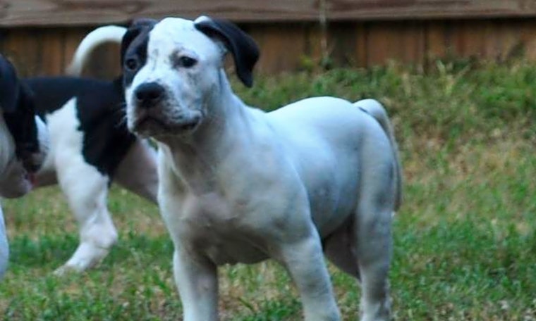 These Raleigh-based puppies are up for adoption and in need of a good home