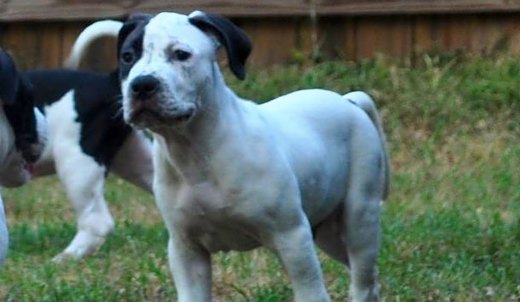 These Raleigh-based puppies are up for adoption and in need of a good home