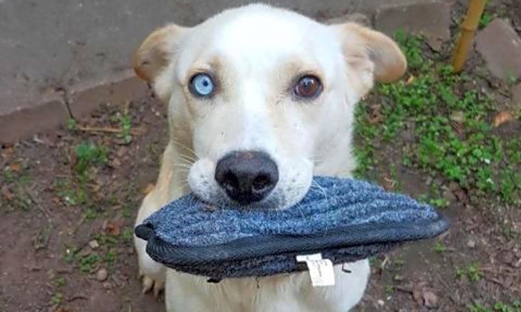 4 delightful doggies to adopt now in Durham