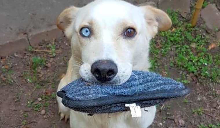 4 delightful doggies to adopt now in Durham