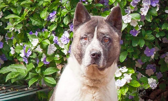 Want to adopt a pet? Here are 5 lovable pups to adopt now in Jacksonville
