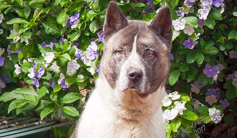 Want to adopt a pet? Here are 5 lovable pups to adopt now in Jacksonville