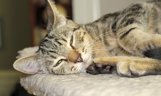 Want to adopt a pet? Here are 5 cute-as-can-be kittens to adopt now in Atlanta