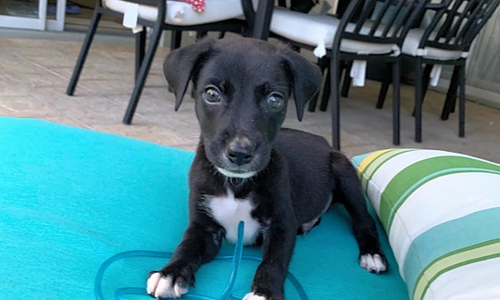 These Orlando-based puppies are up for adoption and in need of a good home