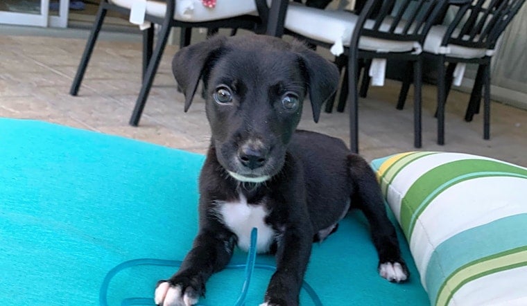 These Orlando-based puppies are up for adoption and in need of a good home