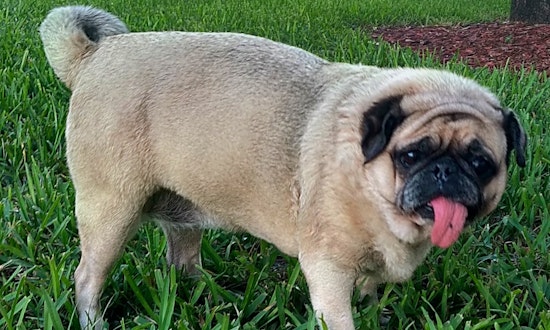 Want to adopt a pet? Here are 6 lovable pups to adopt now in Miami