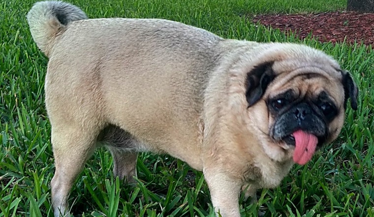 Want to adopt a pet? Here are 6 lovable pups to adopt now in Miami