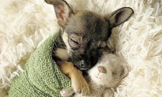 5 adorable pups to adopt now in Nashville