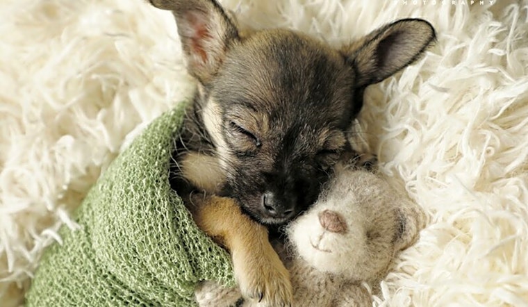 5 adorable pups to adopt now in Nashville