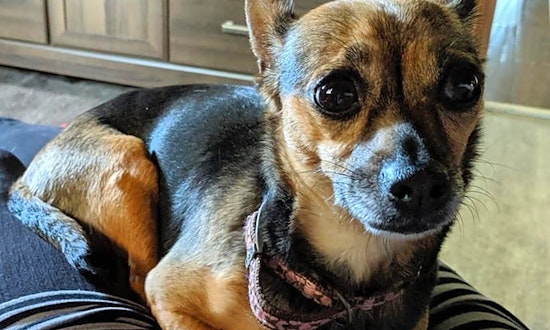 These Milwaukee-based canines are up for adoption and in need of a good home