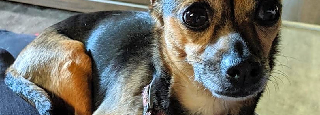 These Milwaukee-based canines are up for adoption and in need of a good home