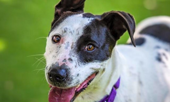 Want to adopt a pet? Here are 5 lovable pups to adopt now in Saint Petersburg