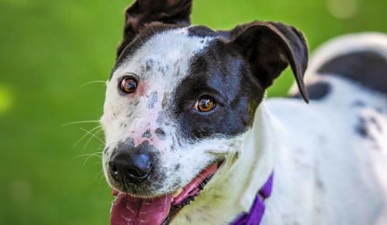 Want to adopt a pet? Here are 5 lovable pups to adopt now in Saint Petersburg