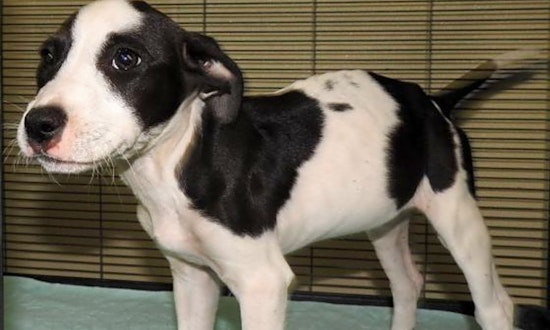 3 adorable pups to adopt now in Tampa