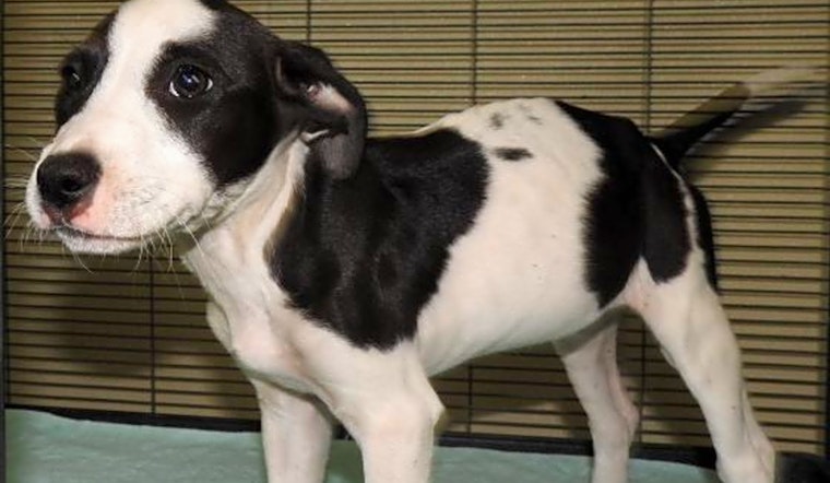 3 adorable pups to adopt now in Tampa