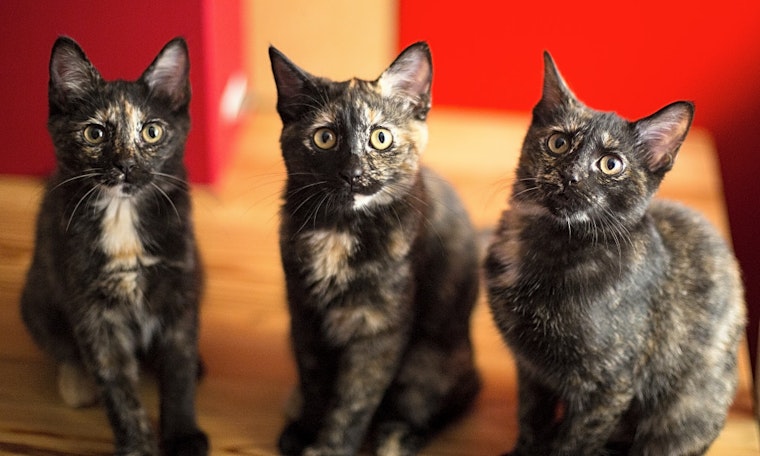 These Chicago-based kittens are up for adoption and in need of a good home
