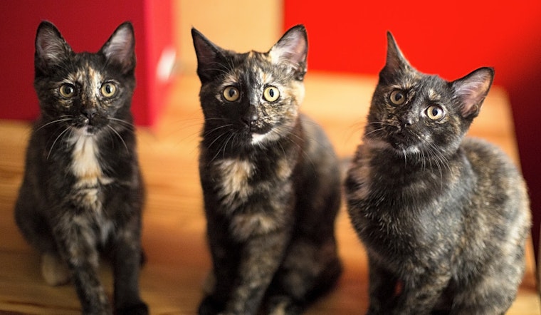 These Chicago-based kittens are up for adoption and in need of a good home