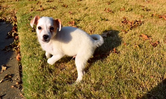 5 adorable pups to adopt now in Memphis