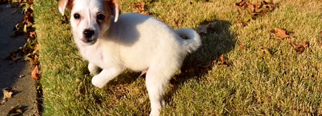 5 adorable pups to adopt now in Memphis