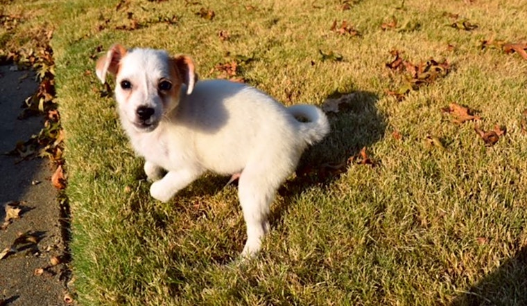 5 adorable pups to adopt now in Memphis