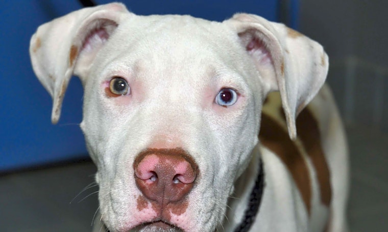6 precious puppies to adopt now in Minneapolis