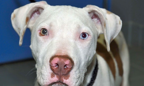 6 precious puppies to adopt now in Minneapolis