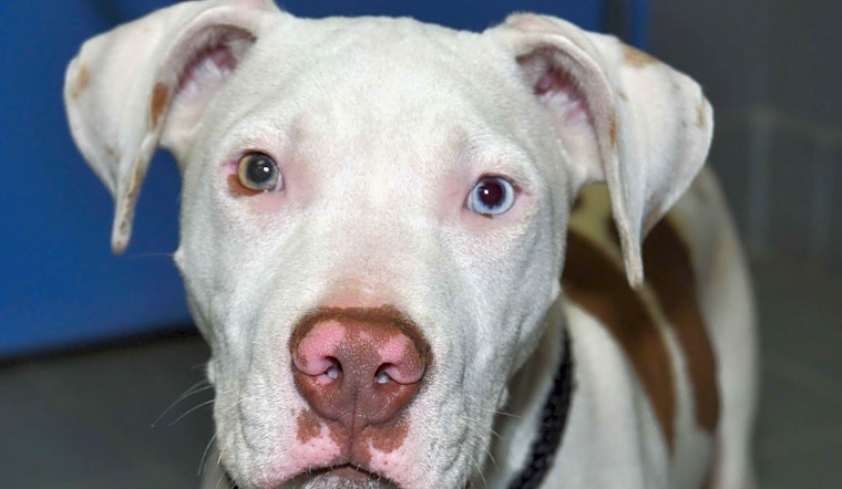 6 precious puppies to adopt now in Minneapolis