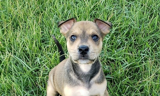 7 perfect puppies to adopt now in New Orleans