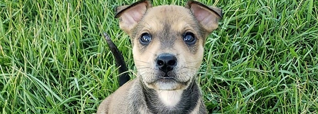 7 perfect puppies to adopt now in New Orleans