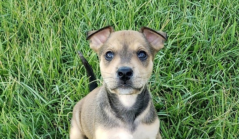 7 perfect puppies to adopt now in New Orleans