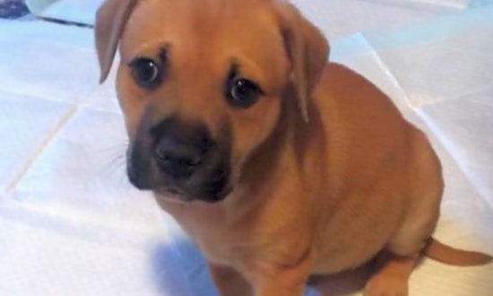 Want to adopt a pet? Here are 7 adorable pups to adopt now in St. Louis