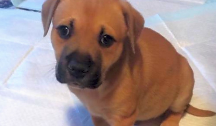 Want to adopt a pet? Here are 7 adorable pups to adopt now in St. Louis
