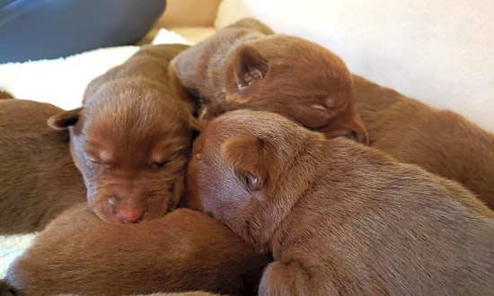 Adorable pups ready to be adopted now in Houston