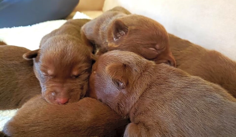Adorable pups ready to be adopted now in Houston