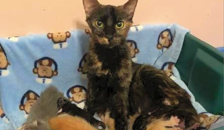 7 lovable kitties to adopt now in Wichita