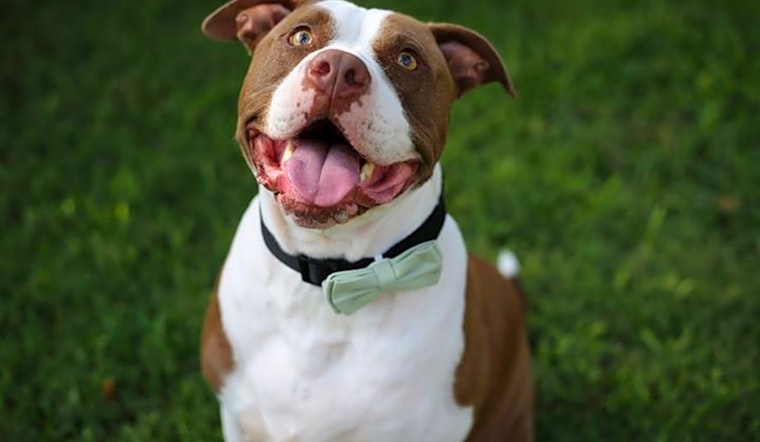 6 lovable pups to adopt now in Corpus Christi
